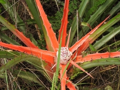Bromelia serra