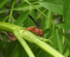 Polistes carolina