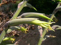 Puya mirabilis