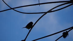 Phrygilus patagonicus