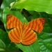 Chersonesia rahria - Photo (c) CheongWeei Gan,  זכויות יוצרים חלקיות (CC BY-NC)