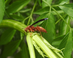 Polistes carolina