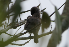 Myzomela obscura