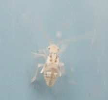 Graphopsocus cruciatus