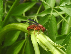 Polistes carolina