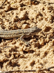 Urosaurus graciosus