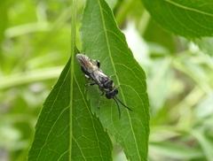 Tenthredinoidea