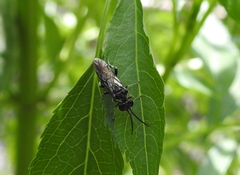 Tenthredinoidea