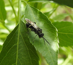 Tenthredinoidea