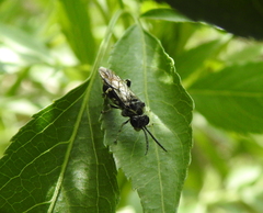 Tenthredinoidea