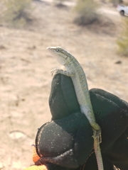Urosaurus graciosus