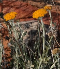 Helichrysum hebelepis