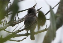 Myzomela obscura