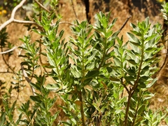 Gomphocarpus cancellatus