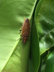 Balta bicolor