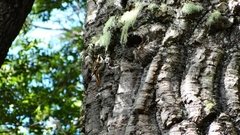 Aphrastura spinicauda