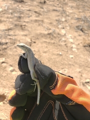 Urosaurus graciosus
