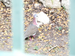 Leptotila jamaicensis