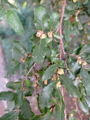 Nothofagus obliqua