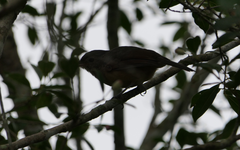 Colluricincla rufogaster