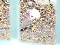 Leptotila jamaicensis