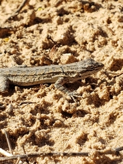 Urosaurus graciosus