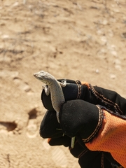 Urosaurus graciosus
