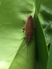 Balta bicolor