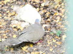 Leptotila jamaicensis