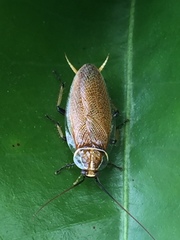 Balta bicolor