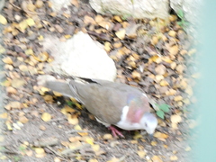 Leptotila jamaicensis