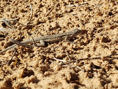 Urosaurus graciosus
