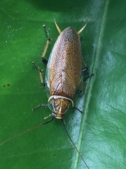 Balta bicolor