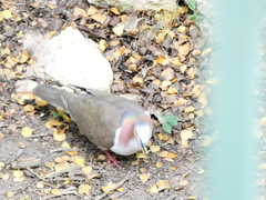 Leptotila jamaicensis