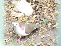 Leptotila jamaicensis