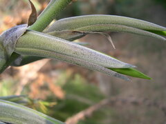 Puya mirabilis