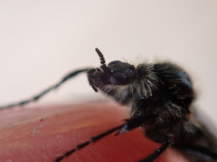 Bibio albipennis