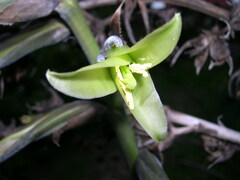 Puya mirabilis