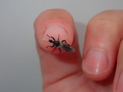 Bibio albipennis