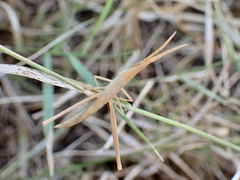 Acrida conica