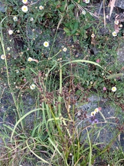 Juncus microcephalus