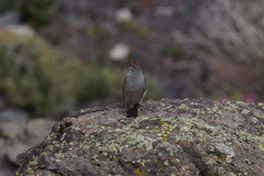 Muscisaxicola rufivertex