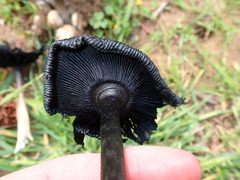 Coprinus