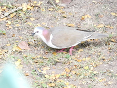 Leptotila jamaicensis