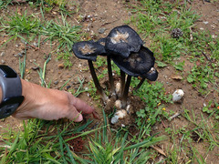 Coprinus