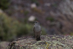 Muscisaxicola rufivertex