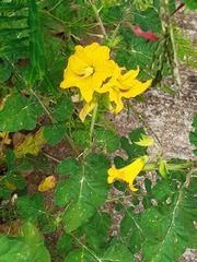 Leptostemonum