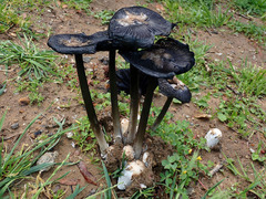 Coprinus