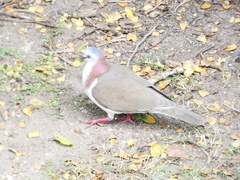 Leptotila jamaicensis