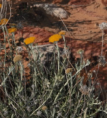 Helichrysum hebelepis